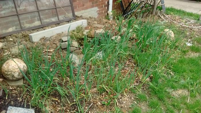 garlic plants from bulbils