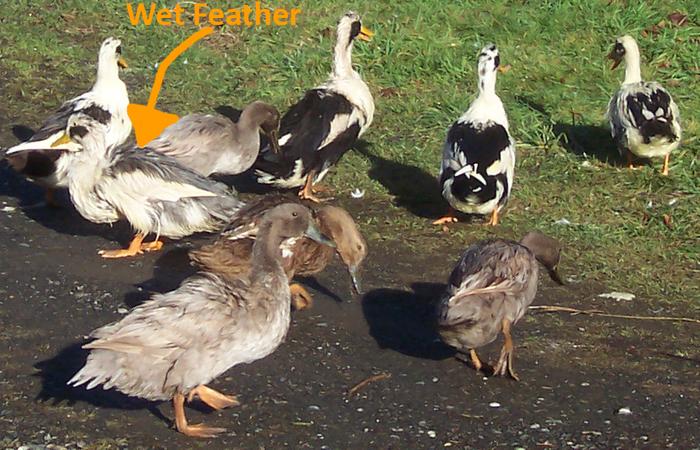 [Thumbnail for Wet-Feather-Ducks.jpg]