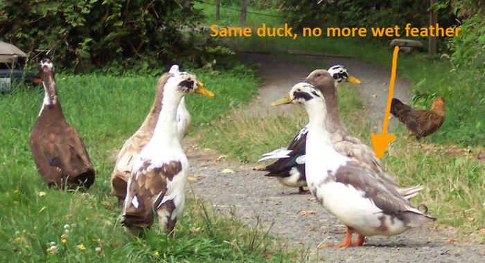 [Thumbnail for Preventing-Wet-Feather-Ducks.jpg]