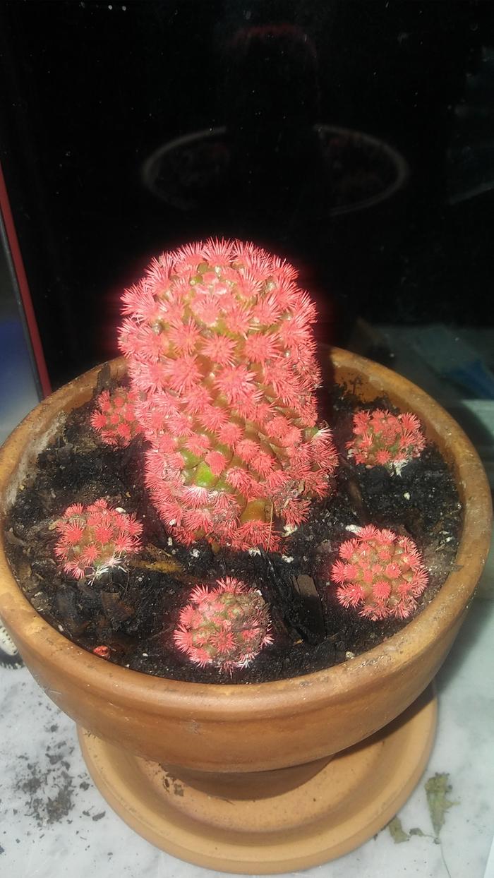 beautiful cactus
