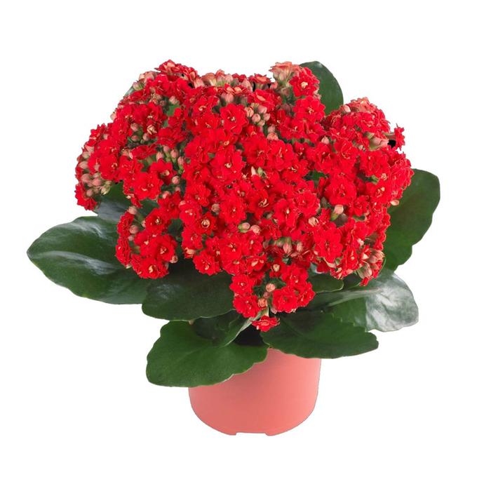 Kalanchoe aka calandiva