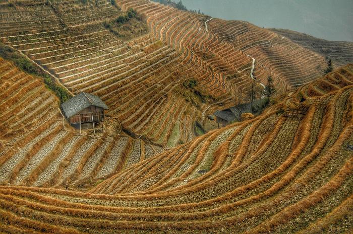 [Thumbnail for RICE-Brown_Rice_Terraces_by_shy_sol_Pexels.com.jpeg]