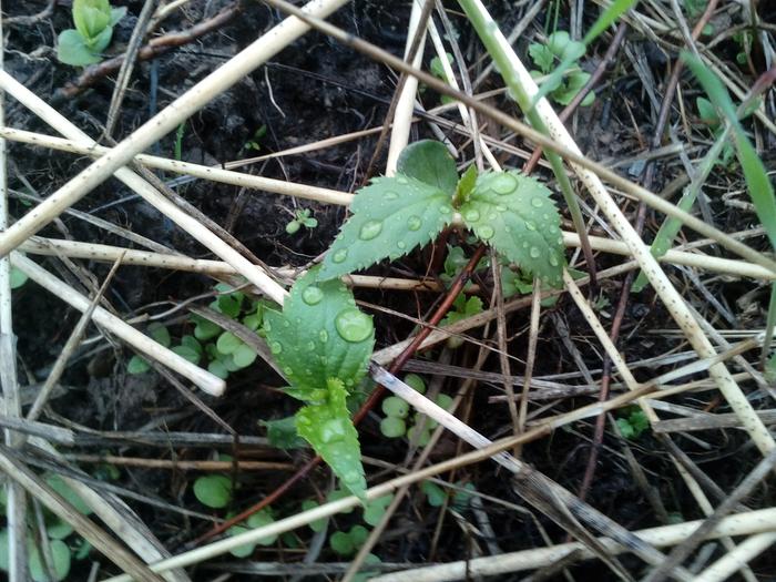 Wee Apple Trees Planted Fall 2016