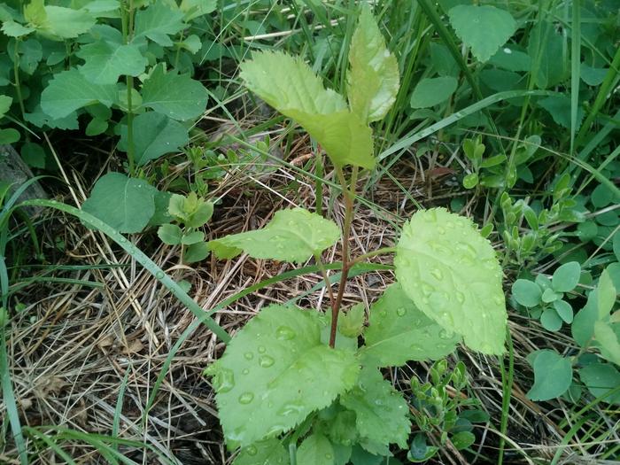 A transplanted seedling that passed through Sir Chops the pig in 2015