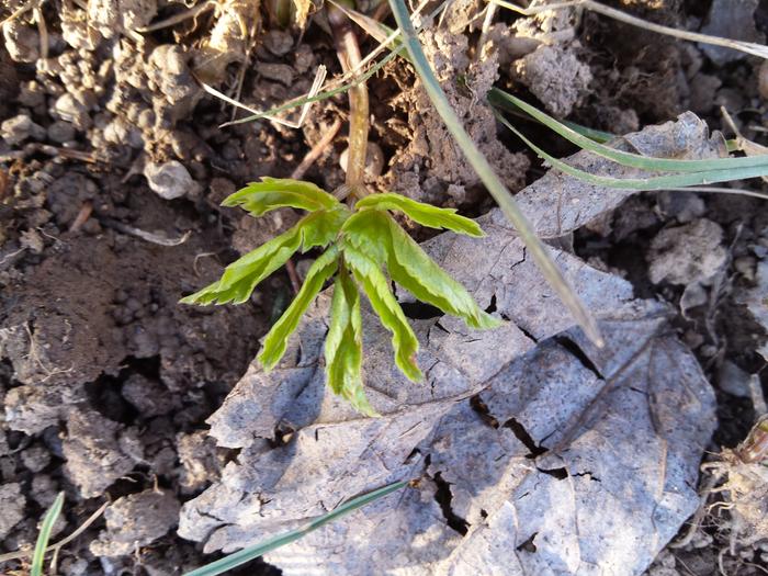 Invasive clearly showing the 7 palmate leaf
