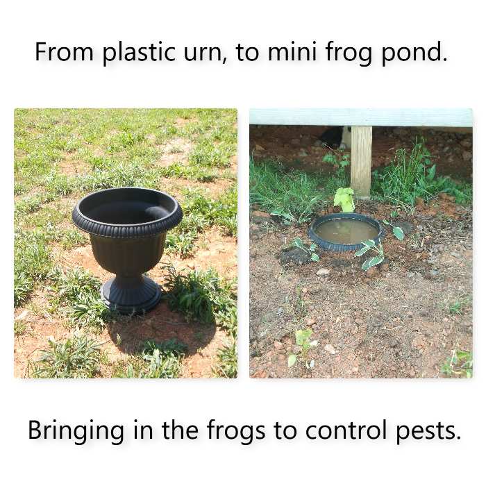 [Thumbnail for Mini-frog-pond.jpg]