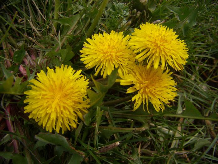 [Thumbnail for dandilion-flower.jpg]