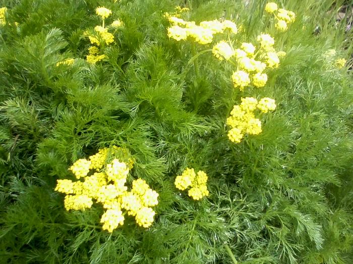 [Thumbnail for lomatium-biscuitroot.jpg]