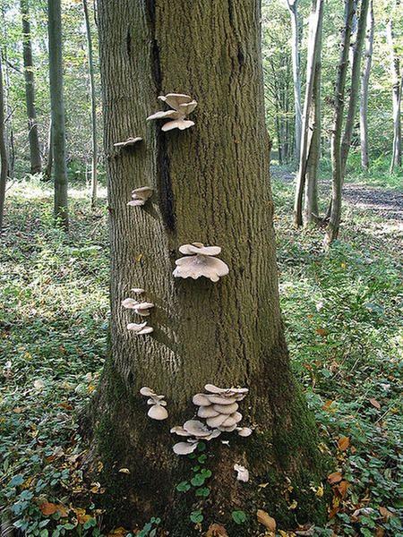 [Thumbnail for 450px-Pleurotus_ostreatus_JPG6.jpg]