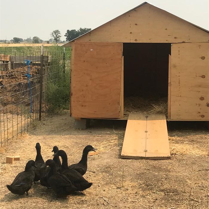 [Thumbnail for ducks-outside-duck-house.jpg]