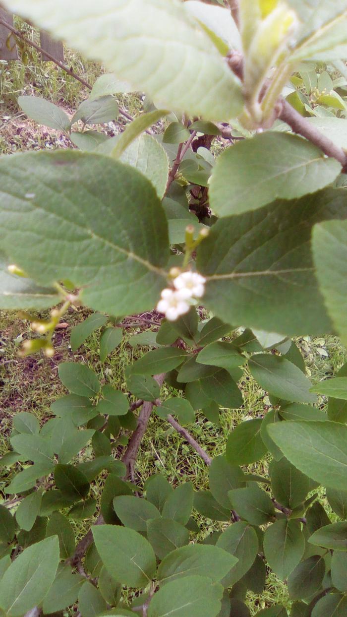 [Thumbnail for Plant.jpg]