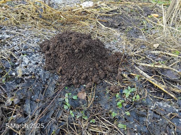is this a mole or a vole hill of loose soil