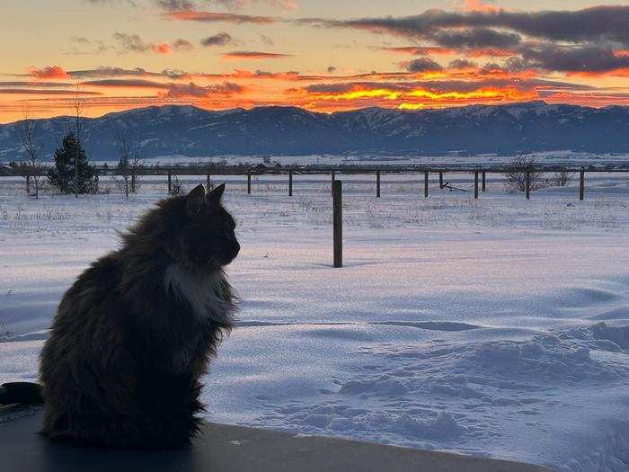 a barn cat.solved the vole problem