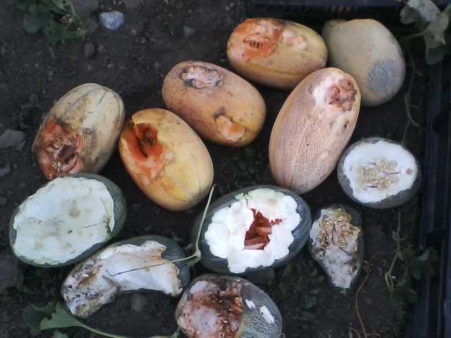 [Thumbnail for deer-damaged-muskmelons.jpg]