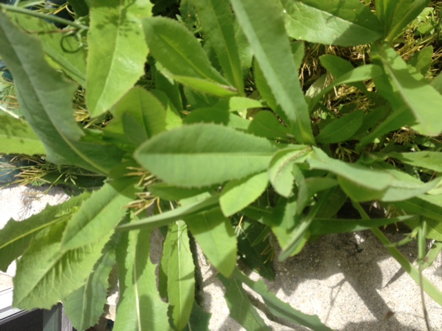 [Thumbnail for Hawkweed-1-5-12-17.jpg]