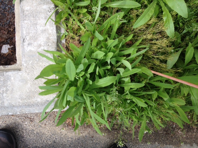 [Thumbnail for Prickly-Lettuce-4-5-7-17.jpg]