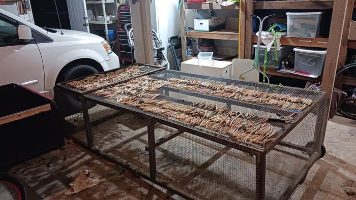 chicken tractor with pinto beans drying on top