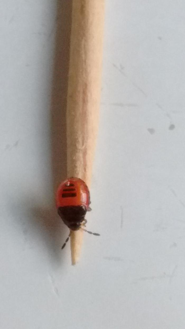 [Thumbnail for IMG_20170519_143211201.jpg]