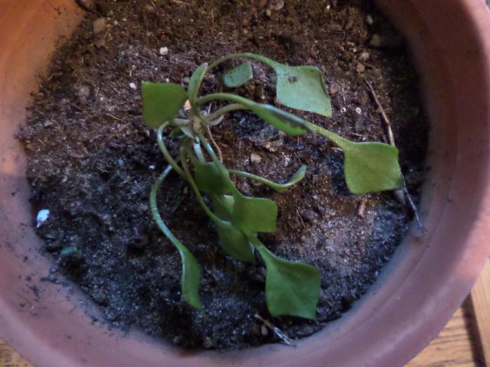 [Thumbnail for SAM_7499.JPG]