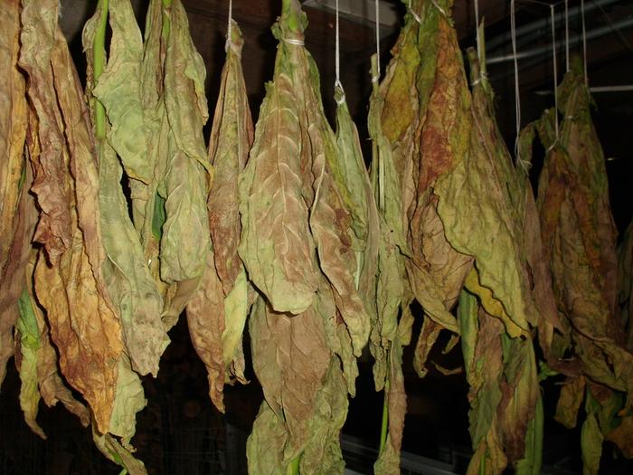 [Thumbnail for drying-tobacco.jpg]