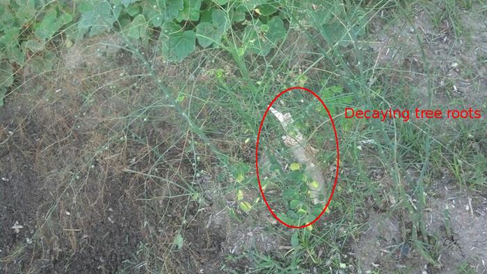 asparagus competing with decaying tree roots