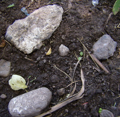 [Thumbnail for small-stones-in-garden.jpg]