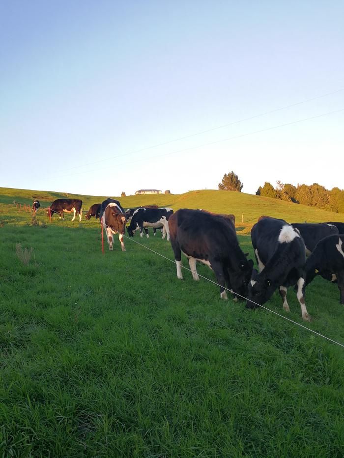 Cows on pasture with a house on the crest of a hill behind