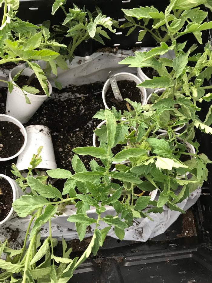 Six plants ready to go out