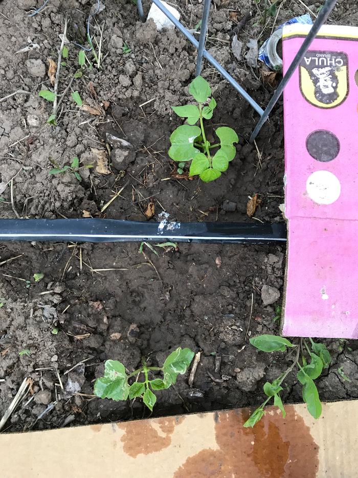 Last Year Lofthouse Bean Survivors