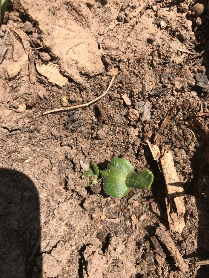 Lofthouse overachieving Okra... first up
