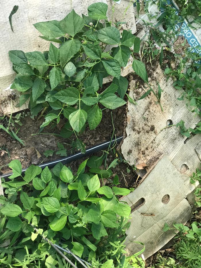 The two bean plants