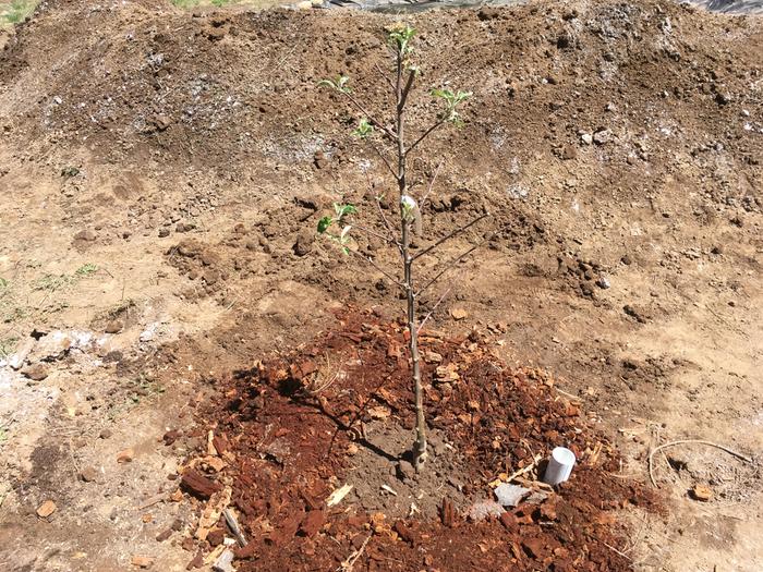 My first apple tree, in the ground!