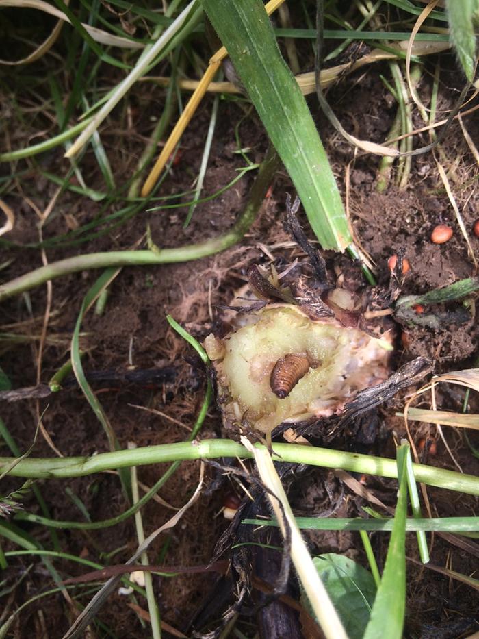 [Thumbnail for thistle-grub.jpg]