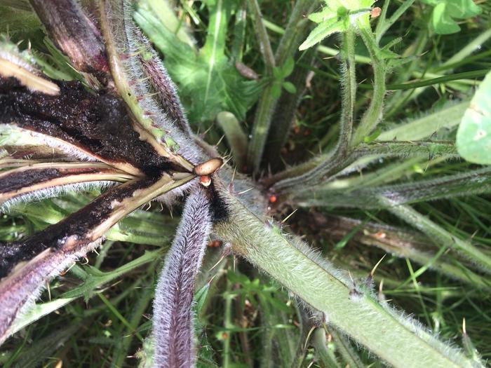 [Thumbnail for large-thistle-brown-worm.jpg]