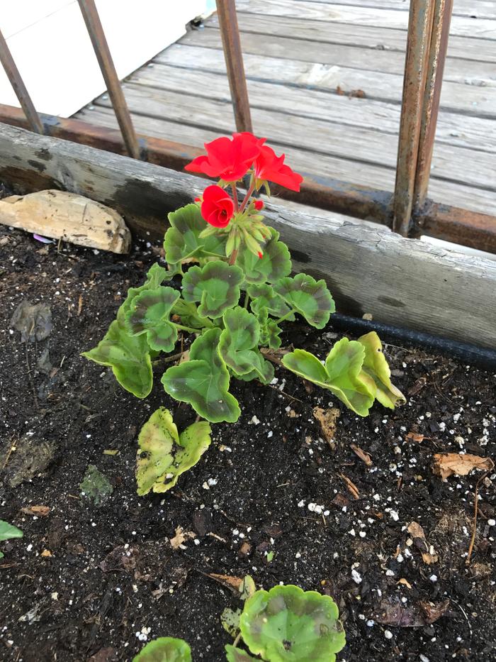 First bloomer, seed started geranium