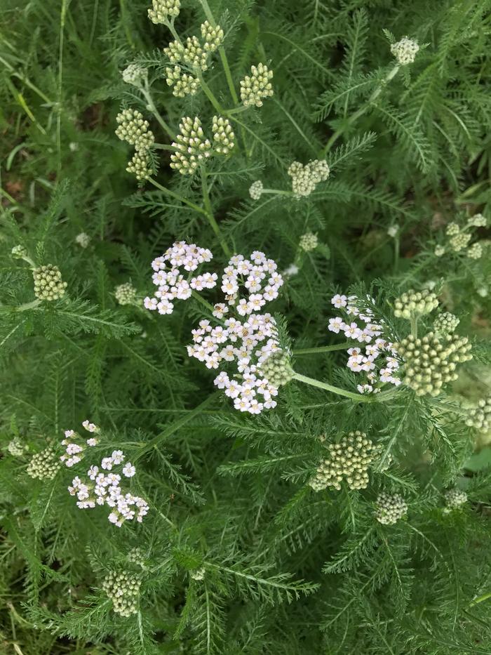 Yarrow, or 'yardweed' as it's EVERYWHERE