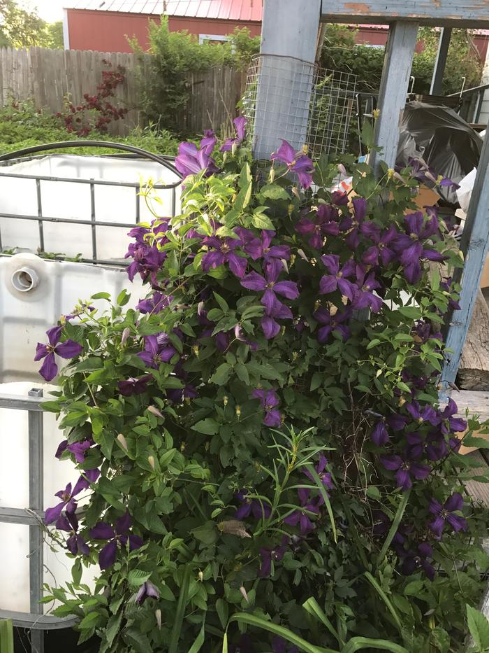 Decade old bloomerific clematis, FINALLY