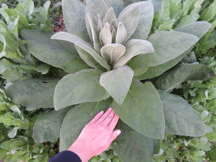 [Thumbnail for mullein-to-scale.JPG]