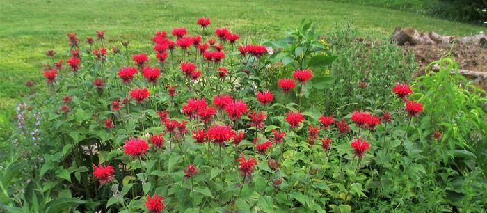 [Thumbnail for IMG_1946-(2).JPG]