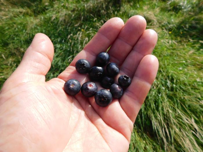 Ripe Blueberries in the hand