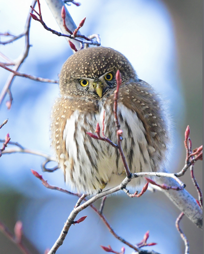 Pygmy Owl