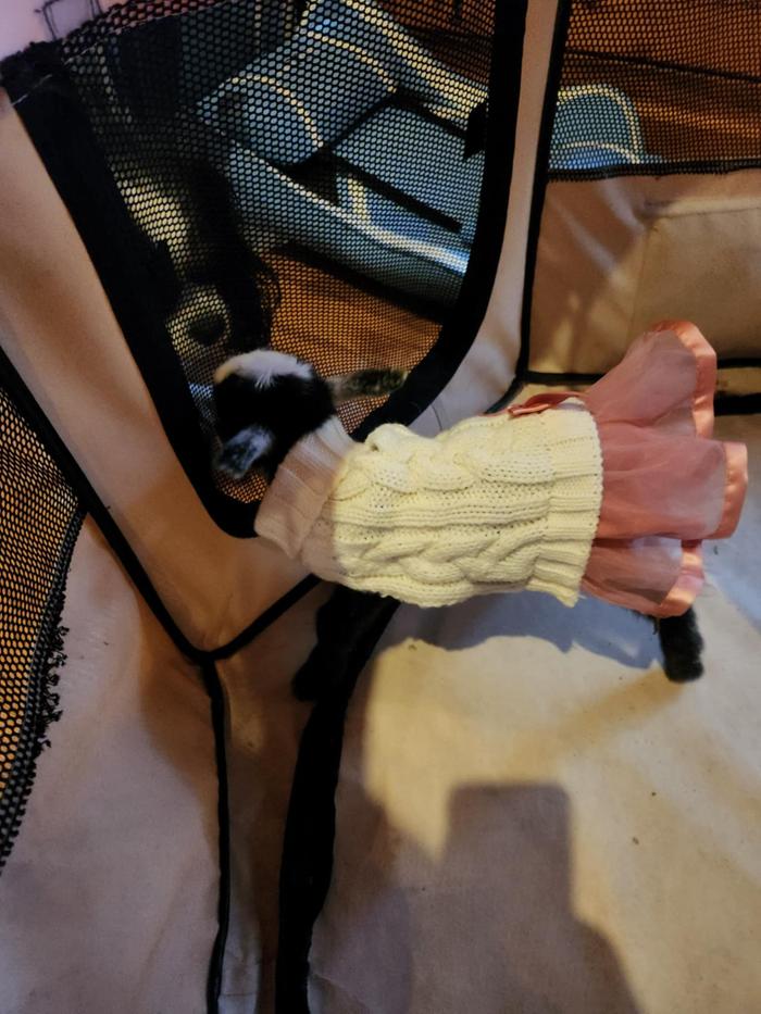 2day-old Princess Franciepants in a diaper & (Charlie's hand-me-down) sweater dress, to stay warm in the playpen, in the chilly house