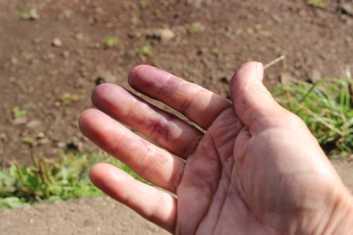 pink stained from berries