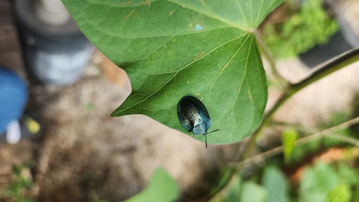 leaf or flower beetle