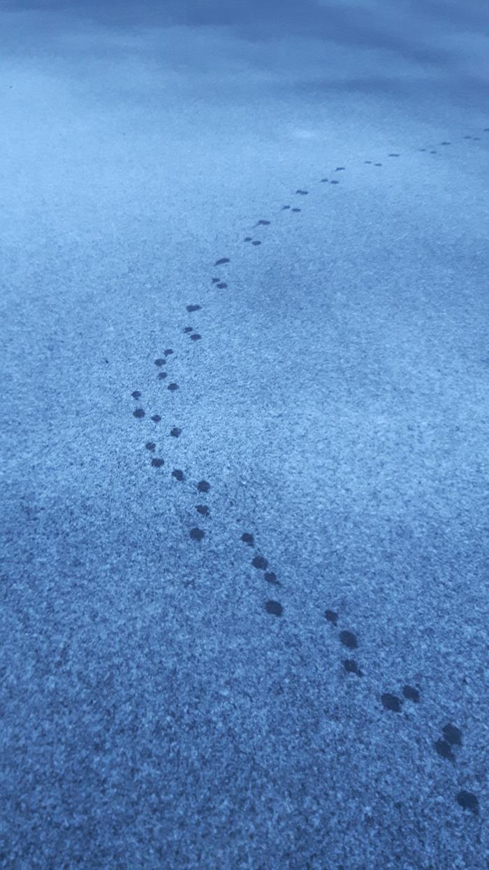 footprints in the snow