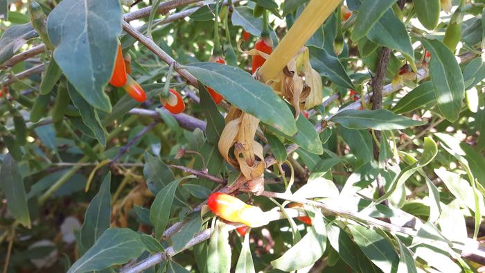 goji-berries-in-food-forest