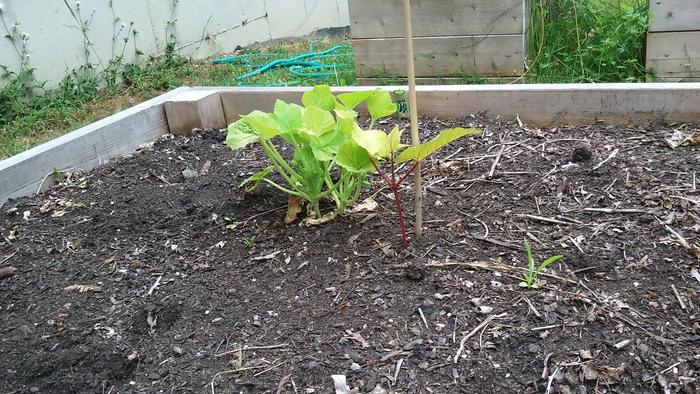 Scarlet runner bean and squash