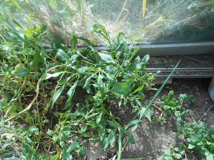 soral patches for salad use