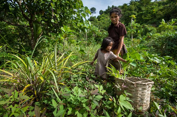 polyculture Hanun&oacute;o horticultural mountain people, Mindoro Island, Philippines