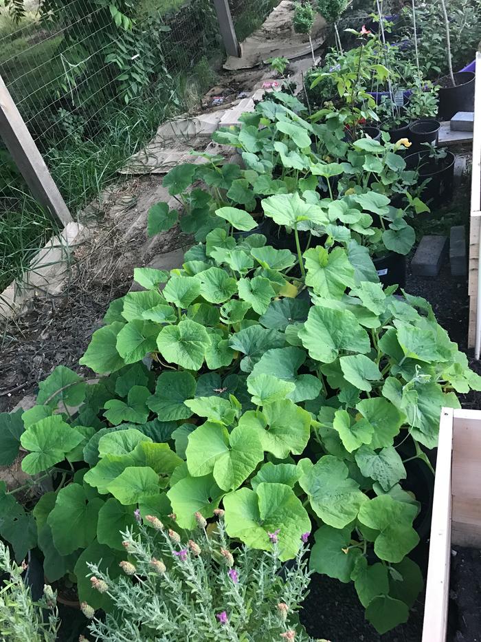 [Thumbnail for IMG_3577.JPG]